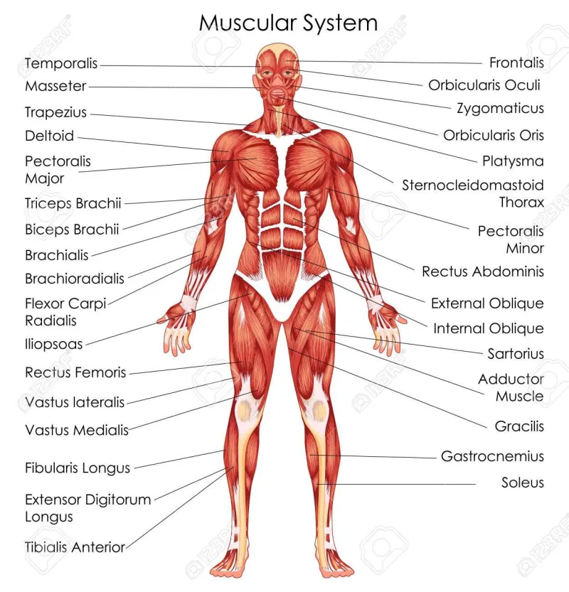 Your Body Never Forgot: The Real Science Behind Muscle Memory and How to Use It to Rebuild Faster